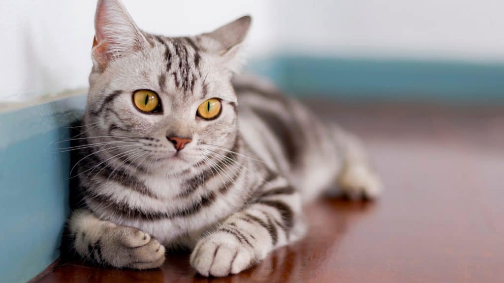 American Shorthair Cat Breed