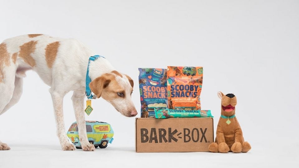 dog with Bark Box subscription box