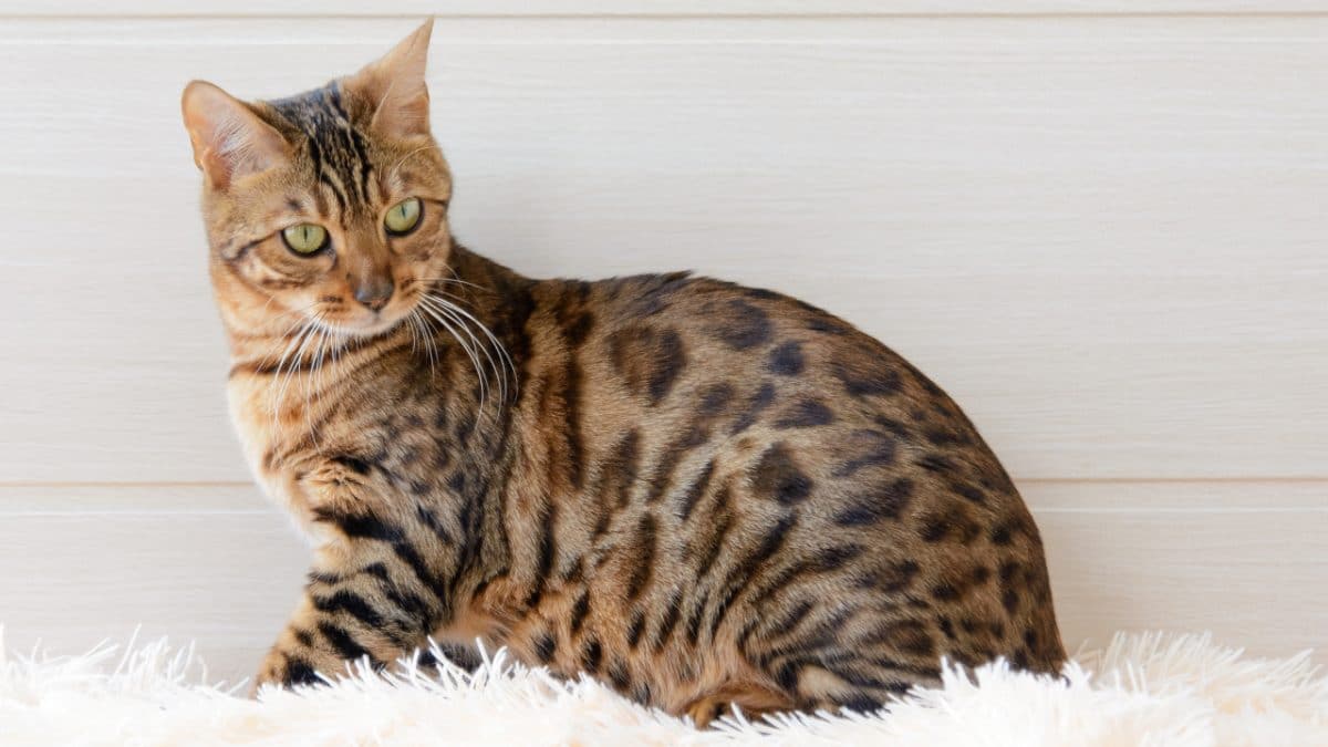 The Most Popular Cat Breeds in Canada