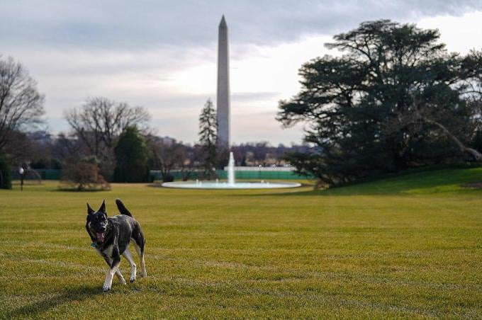 Major, a German Shepherd, walking with the Washington Monument in the background