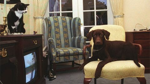 photo of Buddy the dog and Socks the cat in White House