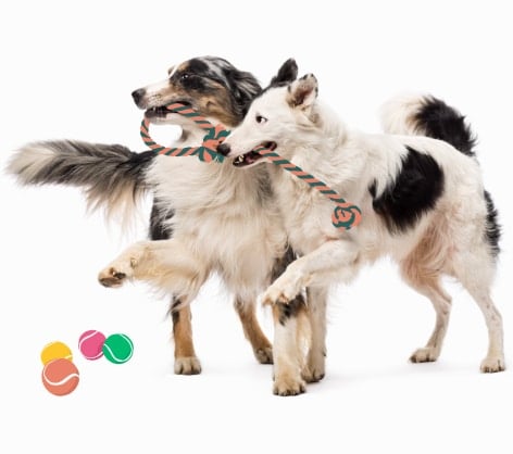 Two male dogs playing with a rope together