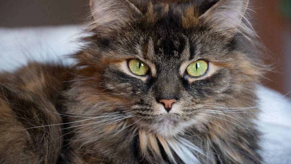 21 Most Popular Cat Breeds in the U.S. in 2022 - Parade Pets