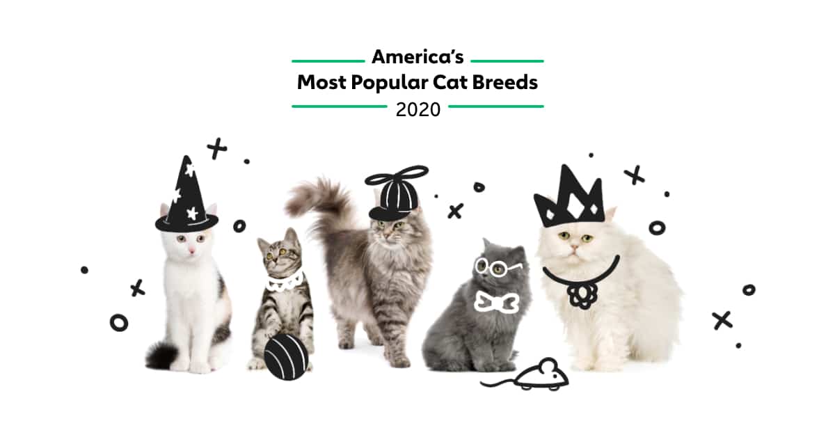 America’s Most Popular Cat Breeds