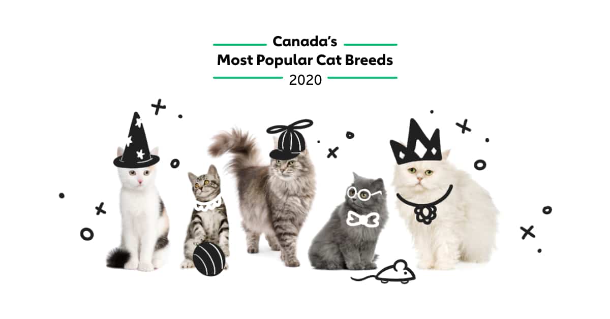 Canada’s Most Popular Cat Breeds