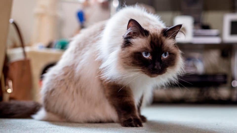 Himalayan cat sitting in house