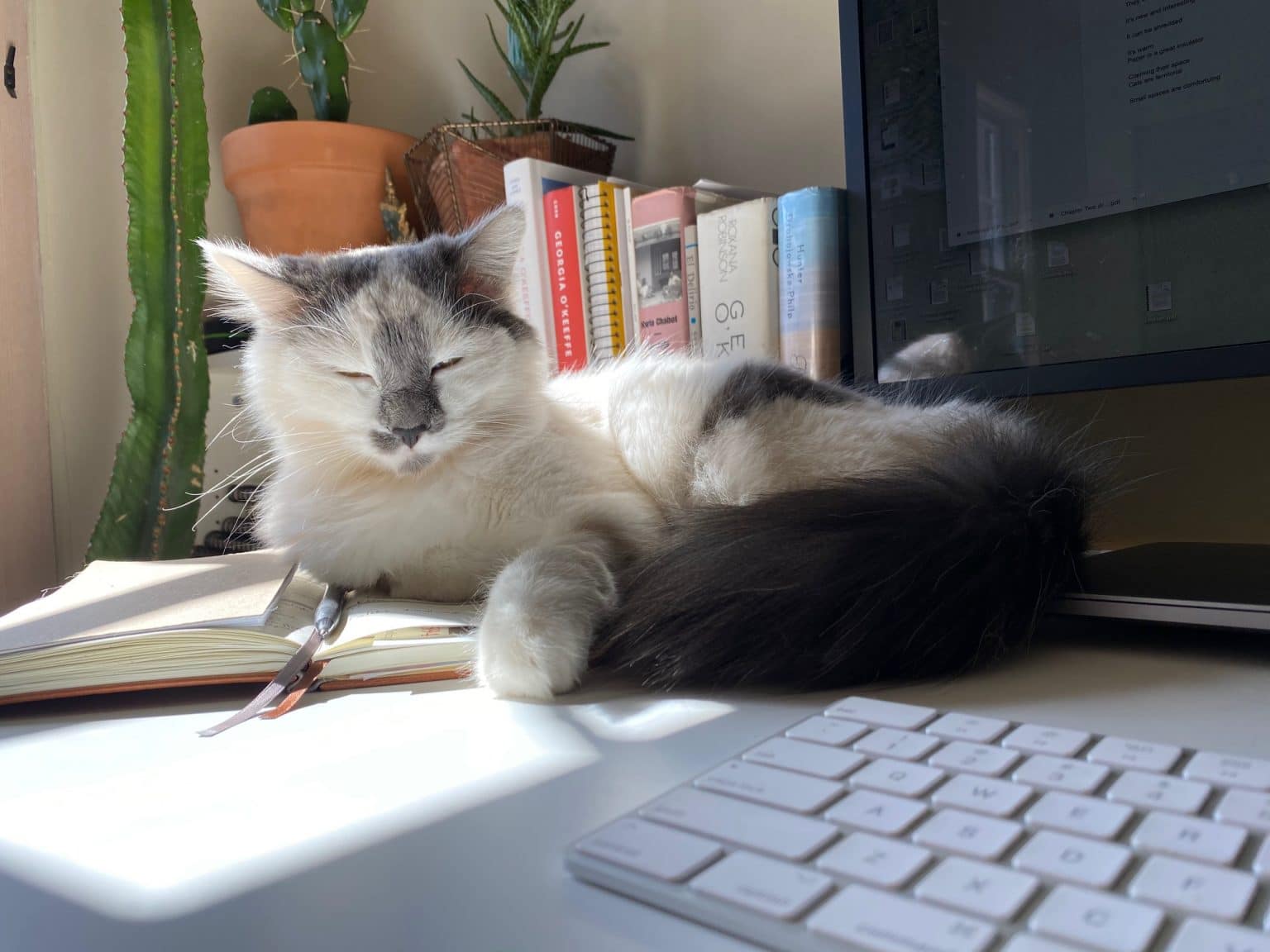 Why Do Cats Sit On Paper? The Dog People by