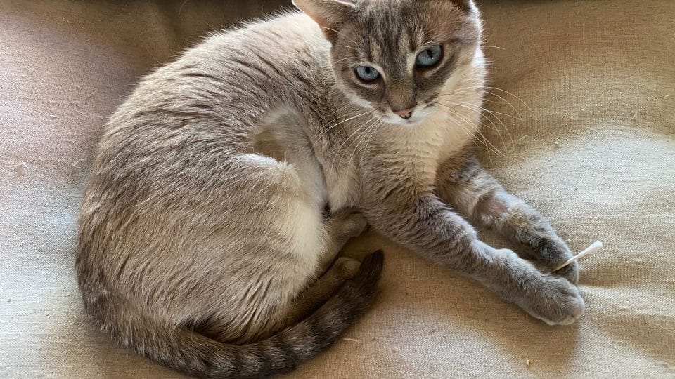 Why Do Cats Like Earwax? Gross or Not, Kitty's Ear Fixation Explained