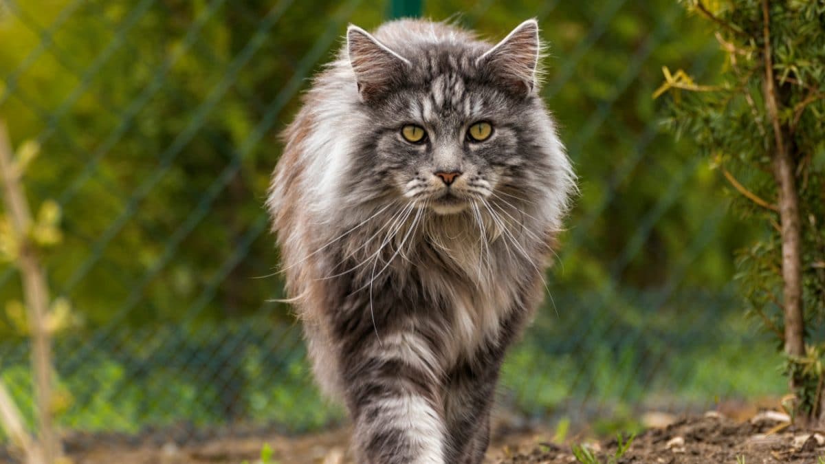 The Most Popular Cat Breeds in Canada