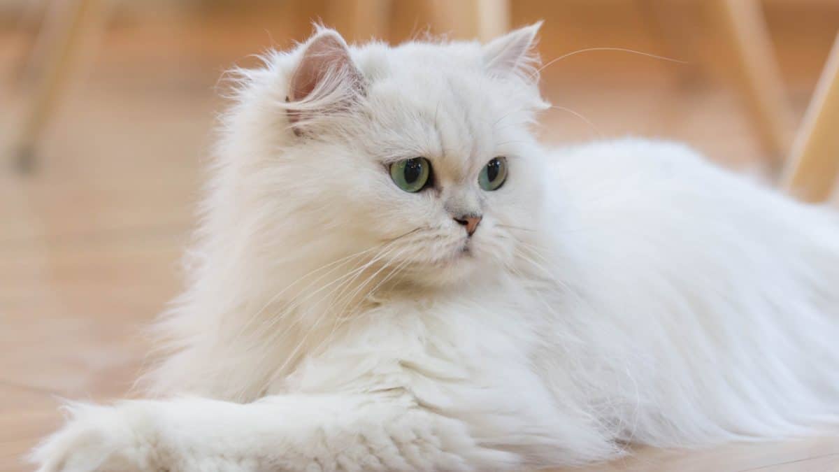 The Most Popular Cat Breeds in Canada