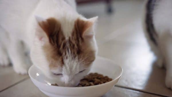 cat eating out of a bowl