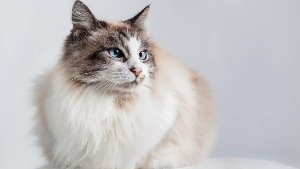 10 Most Popular Cat Breeds in the U.S. — Hillrose Pet Resort