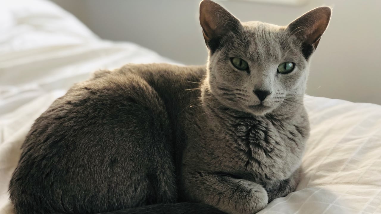 Russian Blue Cat Breed