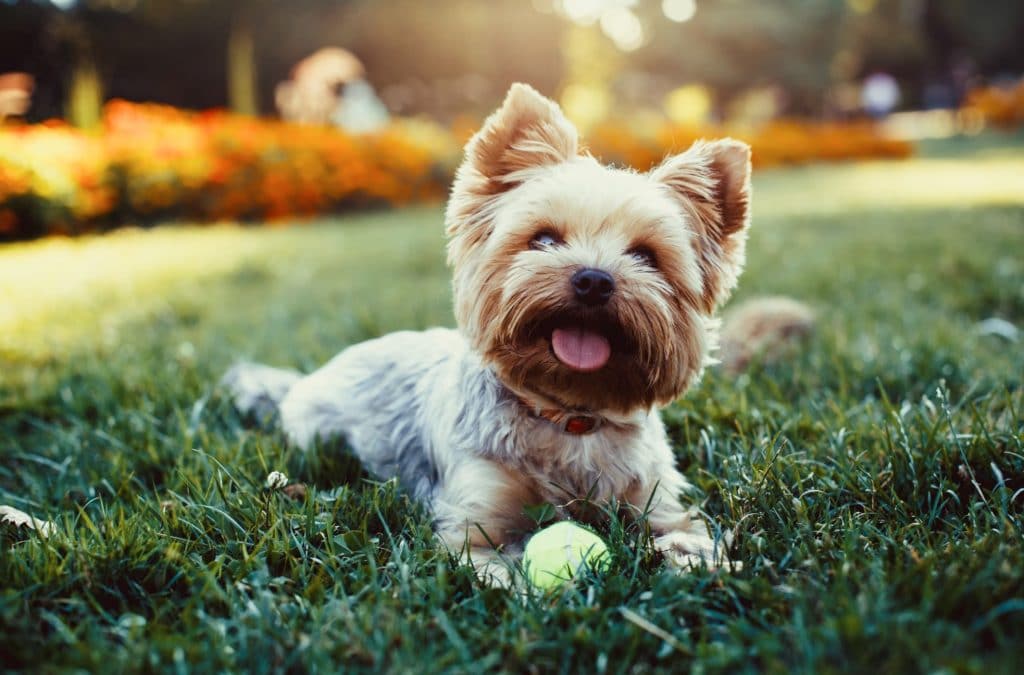 Brown and tan Yorkie in the grass with a tennis ball