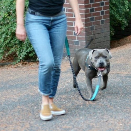 dog walking with person, attached with teal hiking leash with bungee