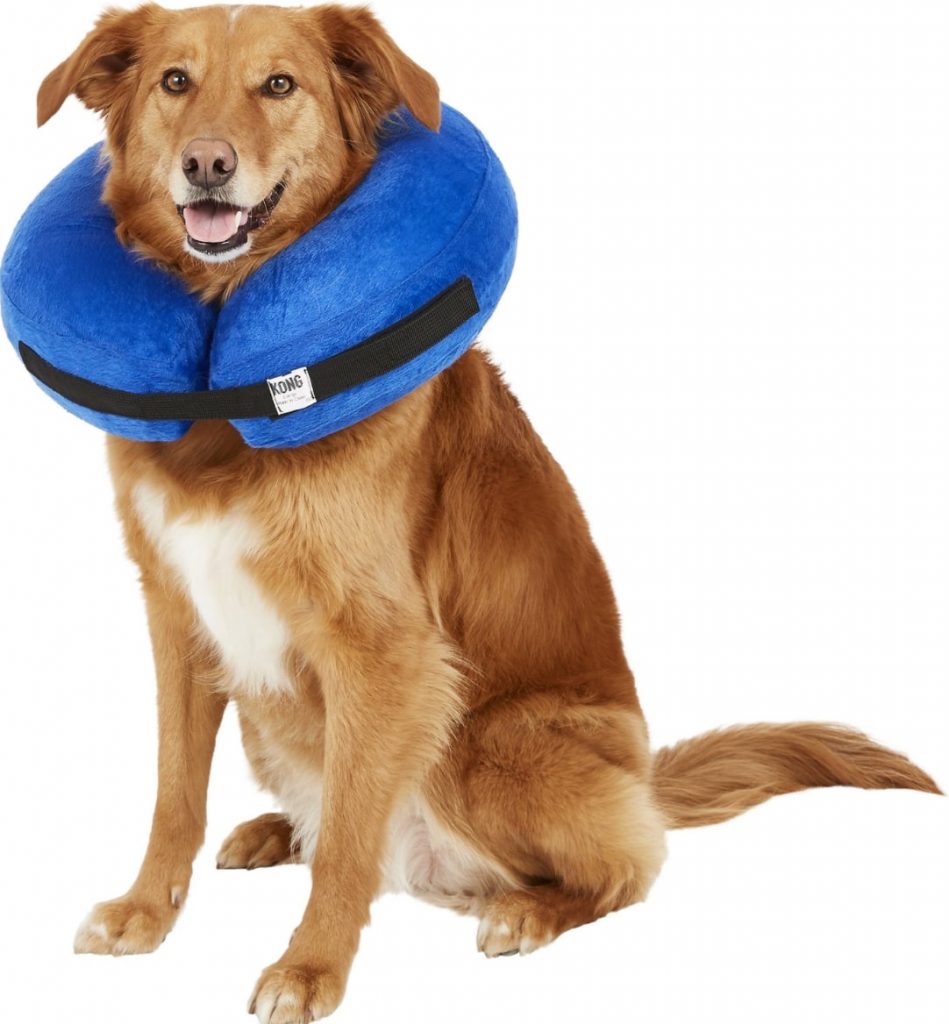 Elizabethan Dog Collars The Best Options for Your Dog's Recovery