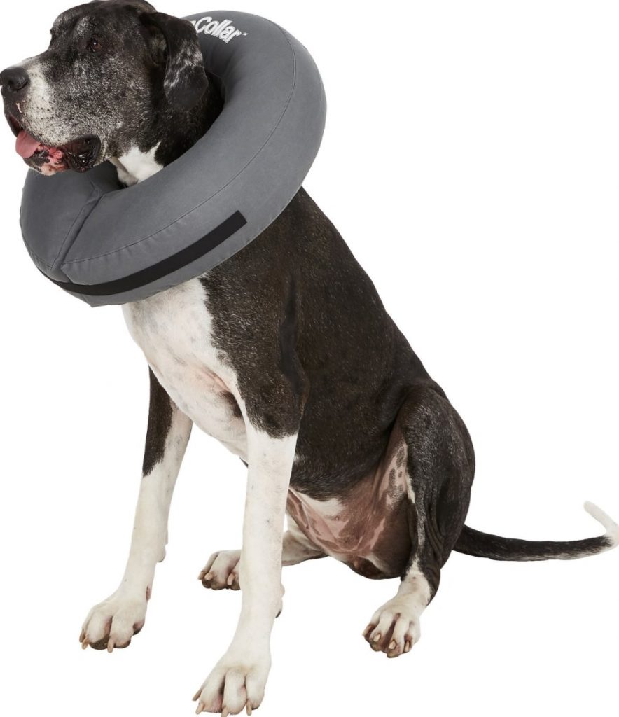 Elizabethan Dog Collars The Best Options for Your Dog's Recovery