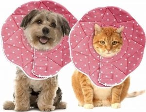 dog and cat in pink polka dot SunGrow Elizabethan collars