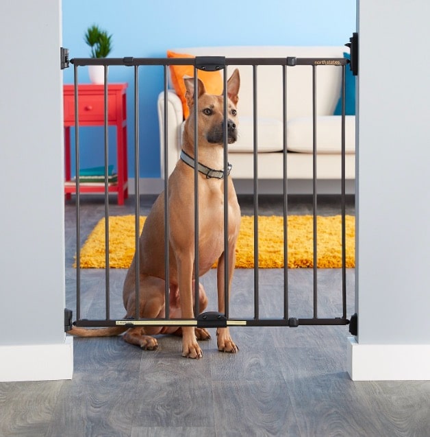 dog at indoor gate