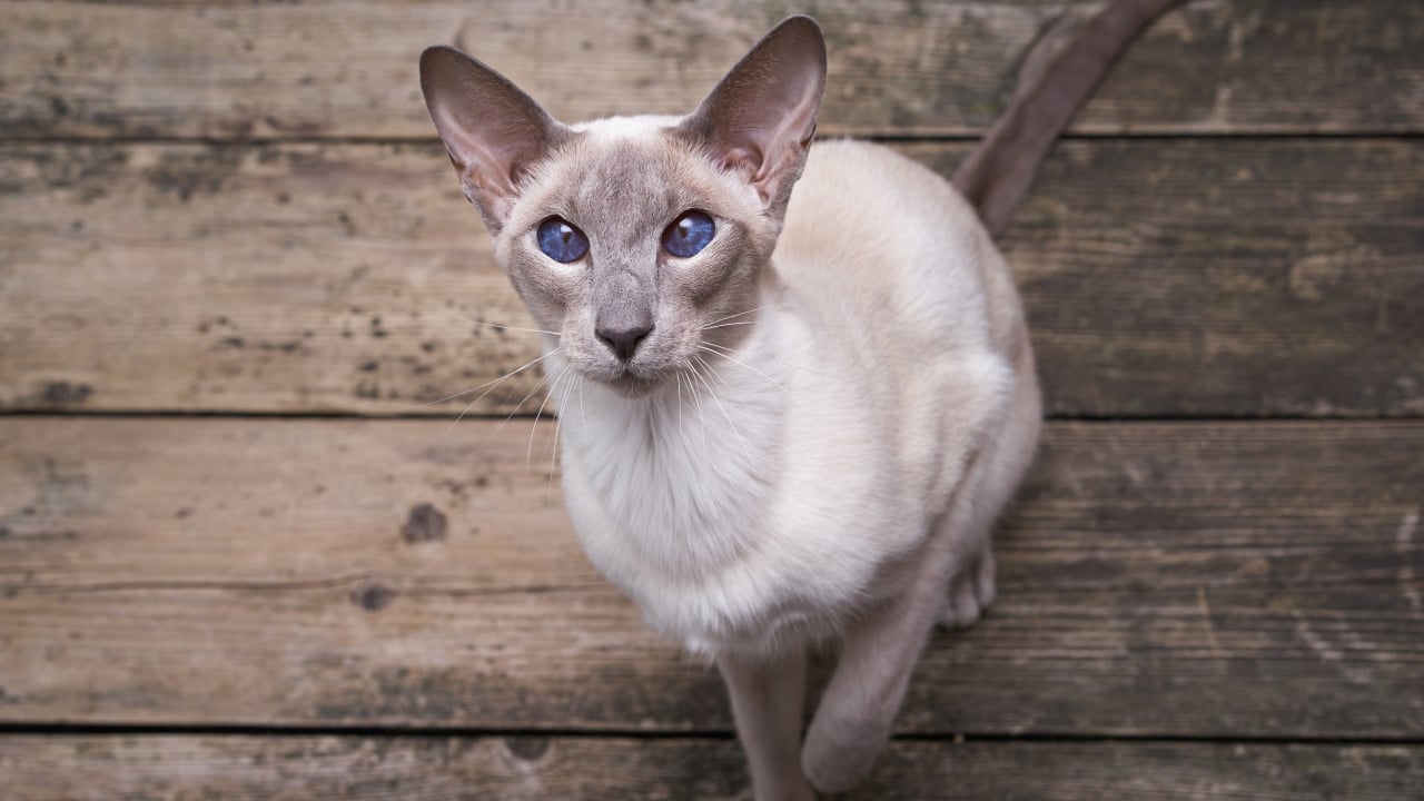 Siamese Cat Breed