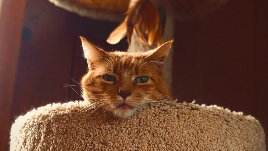 Cat Trees for Older Cats Give Your Senior Kitty a Paw Up