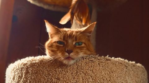 orange cat looking down from cat tree