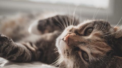 older cat lying down