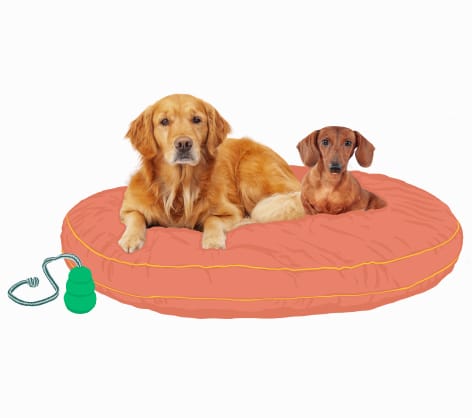 Dogs in a bed