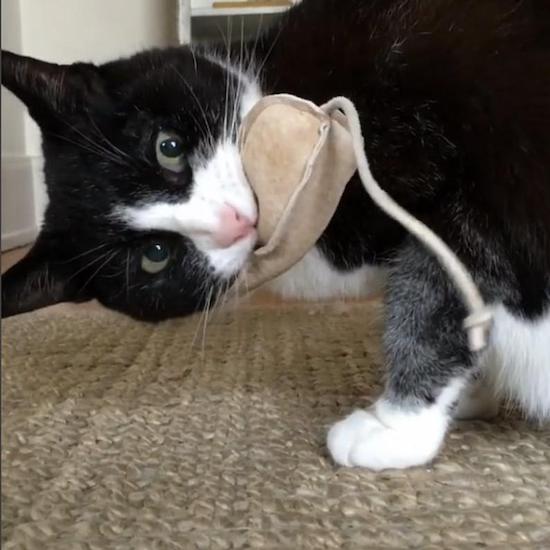 cat with handmade leather mouse toy