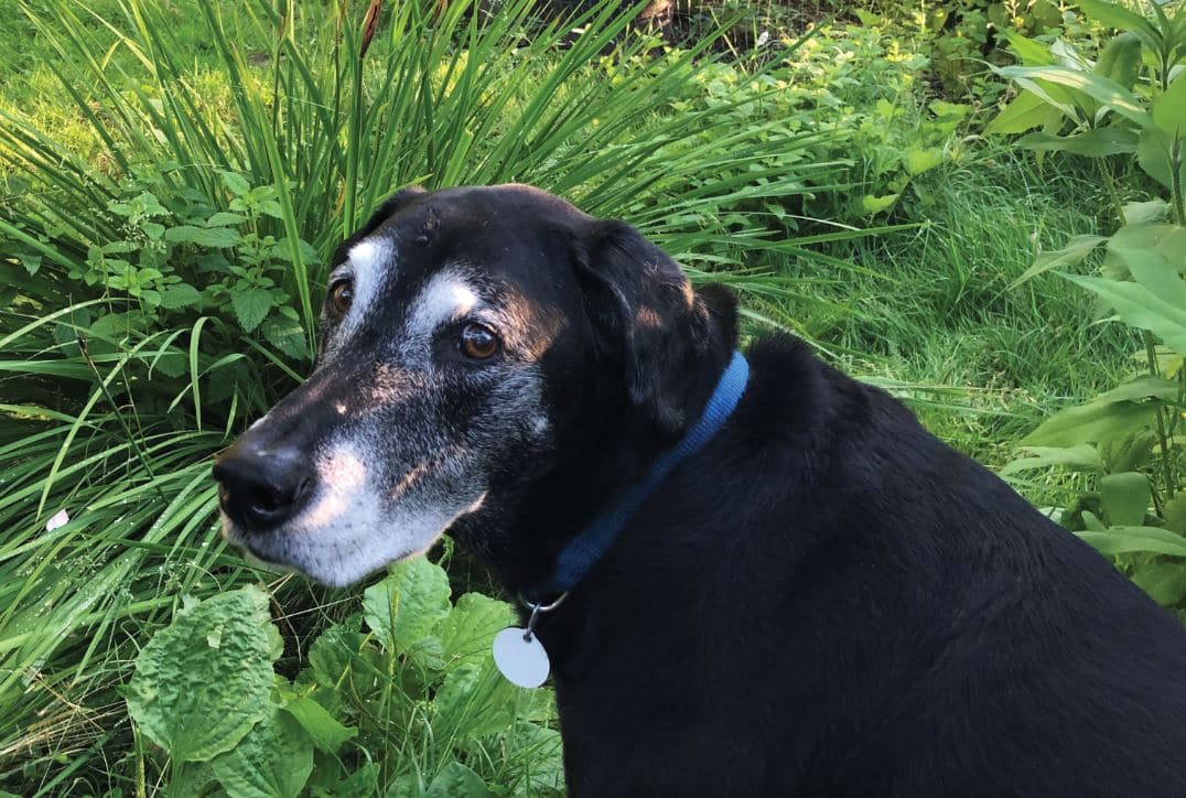 How Old Is Elderly Dog