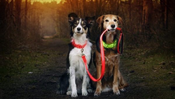 two dogs sitting, one holding the other's reflective leash