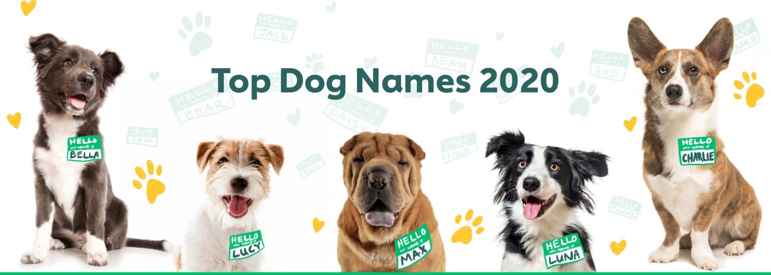 Top 100 Most Popular Dog Names in 2020