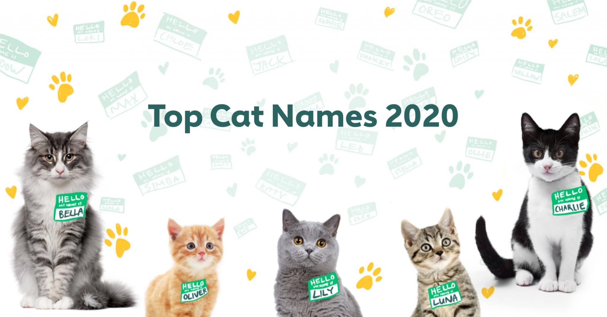 The 100 Most Popular Male and Female Cat Names of 2020