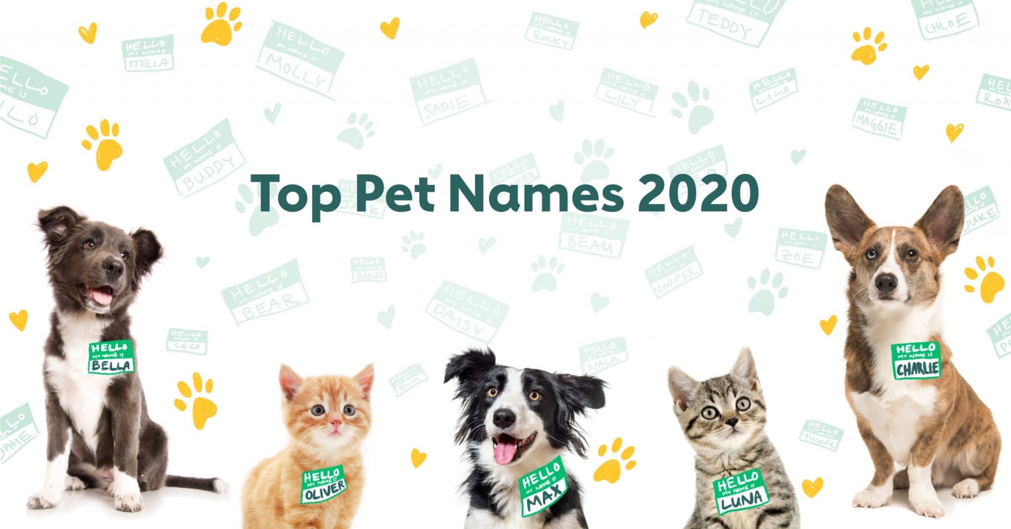 Most Popular Male and Female Dog and Cat Names of 2020