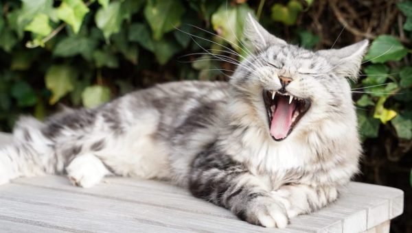 gray and white cat yawning
