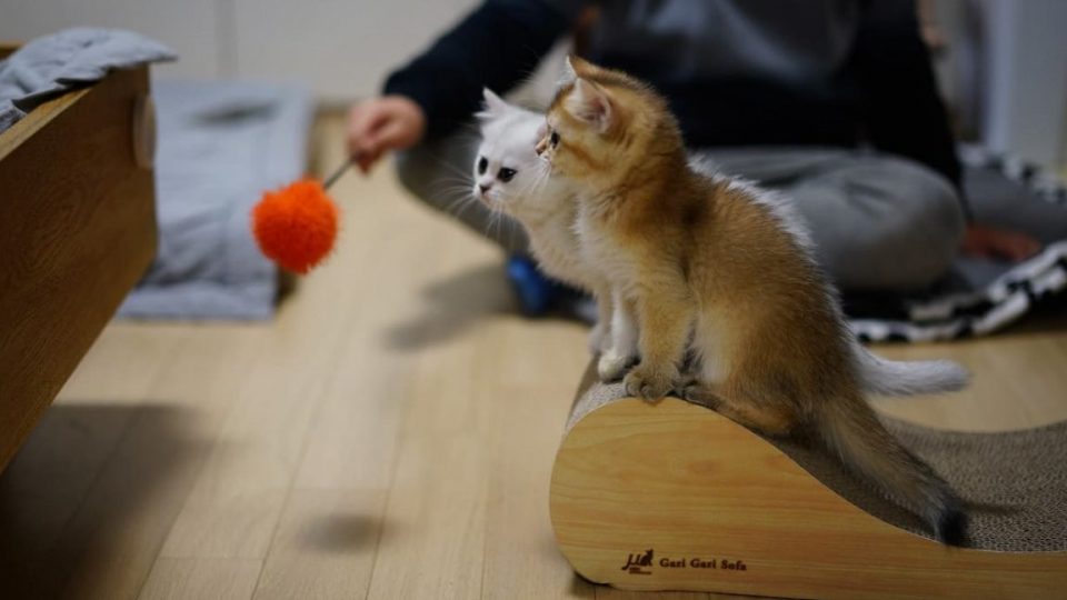 Cat Toys For Indoor Cats The Best Toys For Your Playful Kitty