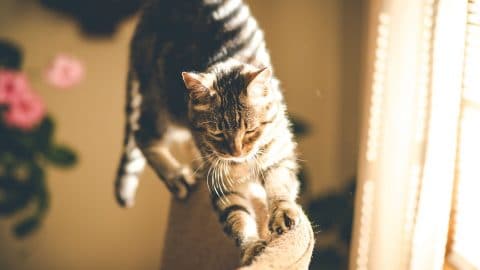 cat scratching sofa