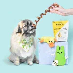 cheap dog box subscription