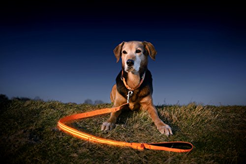 dog wearing Illumiseen LED leash