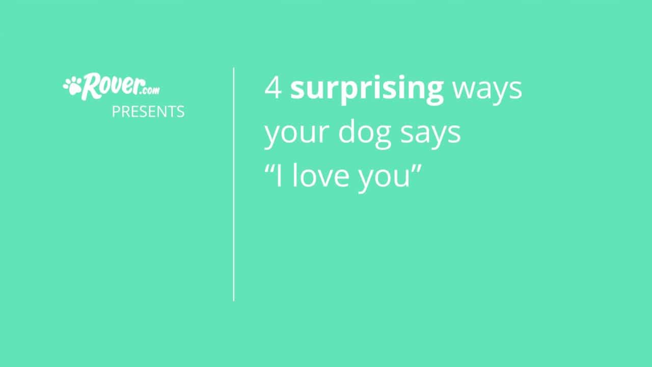 Warum Hunde gähnen Ein Hundegähnen sagt mehr als 1000 Worte