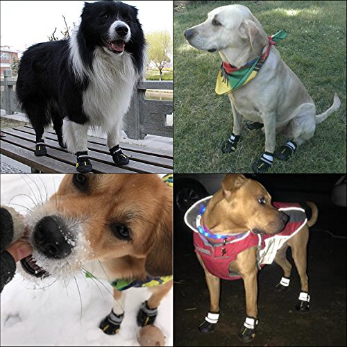 The Best Dog Snow Boots for Protecting Dog Paws