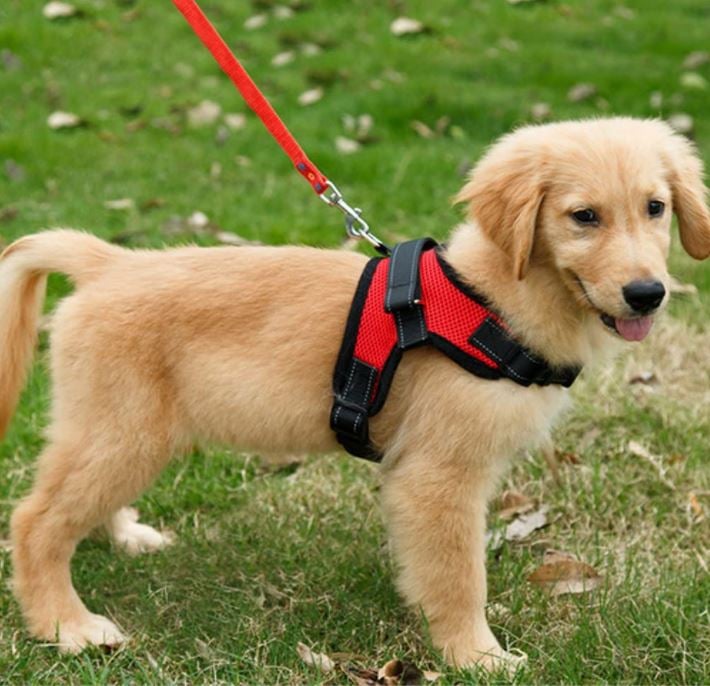 Want The Best Harness For Golden Retrievers Our Top 5 Picks