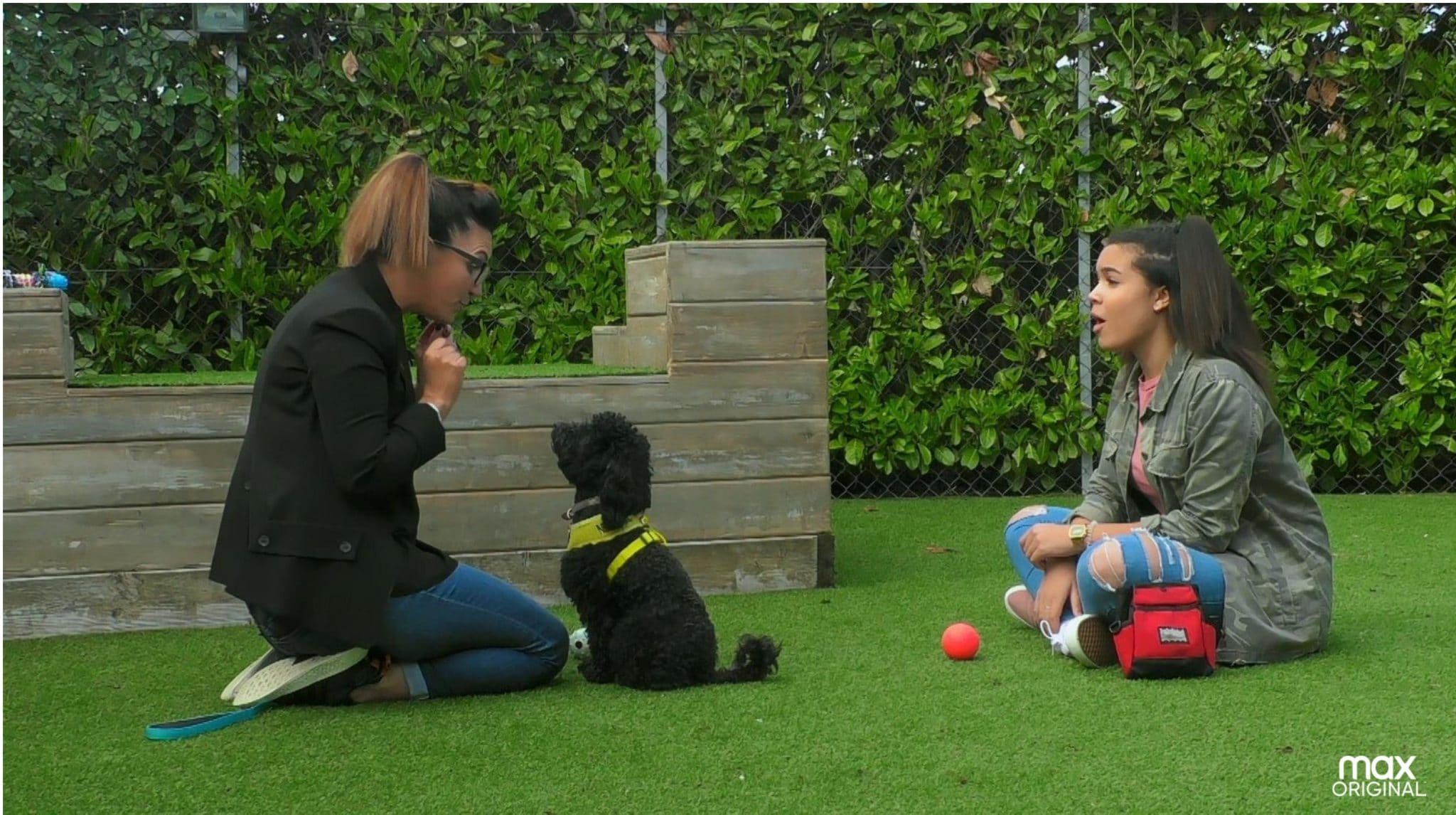 Press Play on These HBO Max Dog Reality Shows