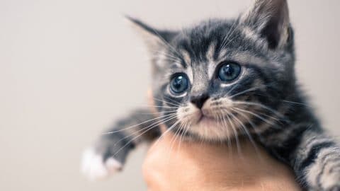 gray and black striped kitten