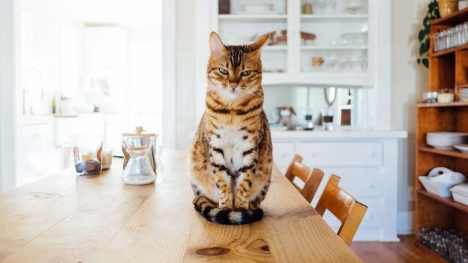 cat on table