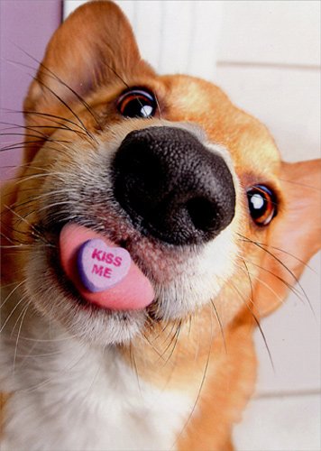 dog with candy heart valentine