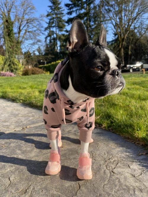 little dog boots