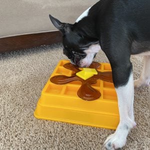 A Boston Terrier trying out the OurPets waffle puzzle toy
