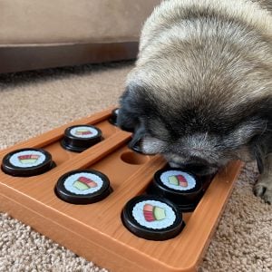 A pug navigating OurPets Sushi Interactive Dog Puzzle Toy