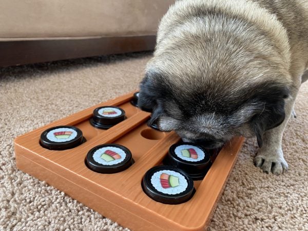 A pug navigating a sushi-themed puzzle toy